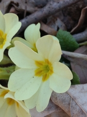 Primula vulgaris