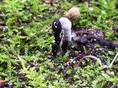 Hypomyces papulasporae