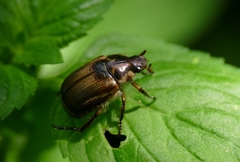 Mimela junii rugosula