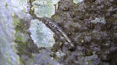 Chiasmia emersaria