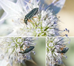 Stenostoma rostratum