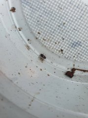 Notiophilus palustris