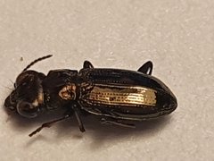 Notiophilus palustris