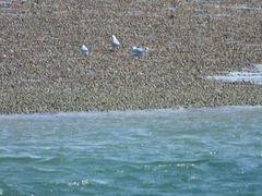 Chroicocephalus maculipennis