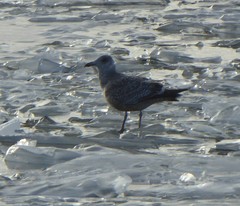 Larus