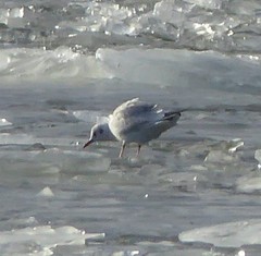 Chroicocephalus ridibundus