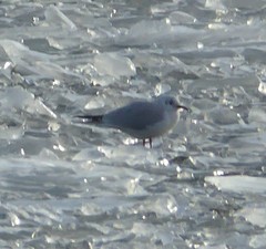 Chroicocephalus ridibundus