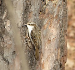 Certhia familiaris