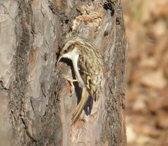 Certhia familiaris
