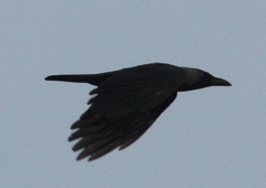 Corvus splendens