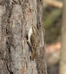 Certhia familiaris