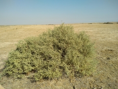 Haloxylon salicornicum