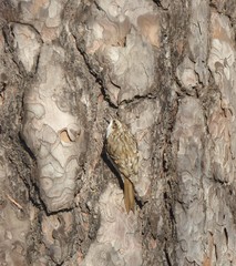 Certhia familiaris