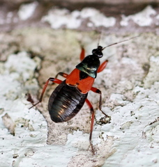 Prostemma aeneicolle