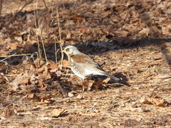 Turdus pilaris