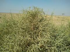 Haloxylon salicornicum