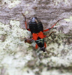 Prostemma aeneicolle