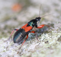 Prostemma aeneicolle