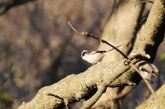 Aegithalos caudatus trivirgatus