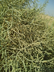 Haloxylon salicornicum