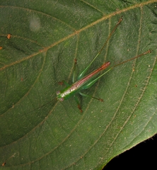 Cephalophlugis cephalotes