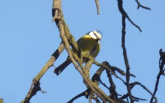 Cyanistes caeruleus