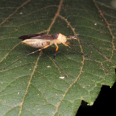Zelus versicolor