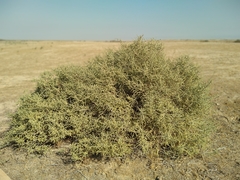 Haloxylon salicornicum