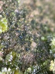 Mniaecia jungermanniae