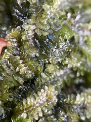 Mniaecia jungermanniae