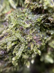 Mniaecia jungermanniae