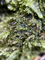 Mniaecia jungermanniae