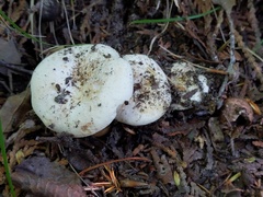 Lactifluus glaucescens