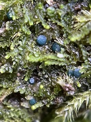 Mniaecia jungermanniae