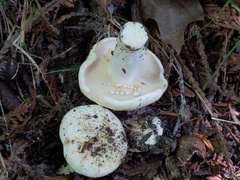 Lactifluus glaucescens