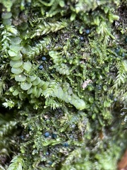 Mniaecia jungermanniae