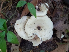 Lactifluus glaucescens