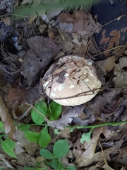 Leucopaxillus tricolor