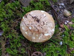 Leucopaxillus tricolor