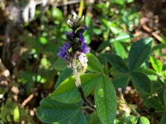 Otholobium mexicanum