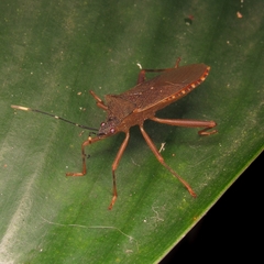 Leptoscelis elongator