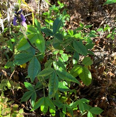 Otholobium mexicanum