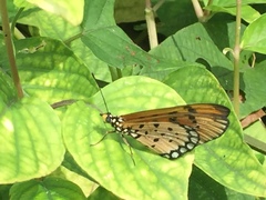 Acraea terpsicore