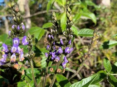 Otholobium mexicanum