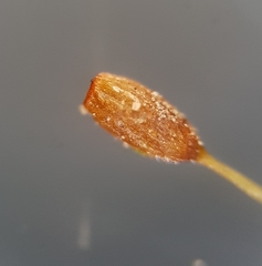 Weissia brachycarpa