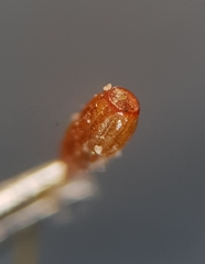 Weissia brachycarpa