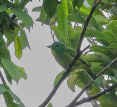 Vireolanius pulchellus