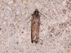 Epinotia celtisana