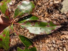 Diaporthe kalmiae