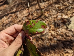 Diaporthe kalmiae